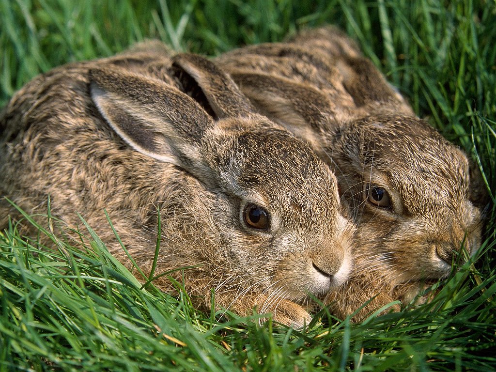 A Pair of Hares